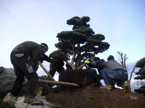 Výsadba bonsaje - foto z realizace v areálu zoo