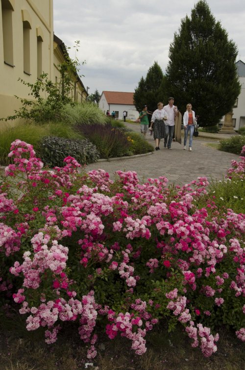 Realizace veřejné zeleně - pokryvné růže přinášejí po dlouhou dobu výraznou barvu a upoutávají kolemjdoucí