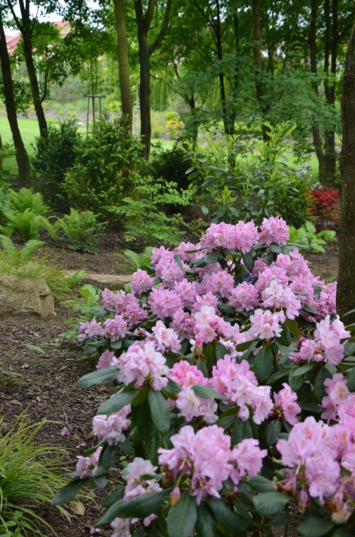 Realizace soukromé zahrady - v lesním podrostu byly vysázeny rododendrony v kombinaci s kapradinami 