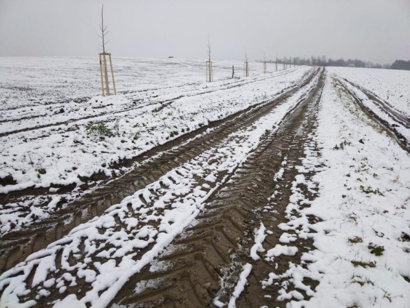 Výsadba aleje podél polní cesty v Nivnici