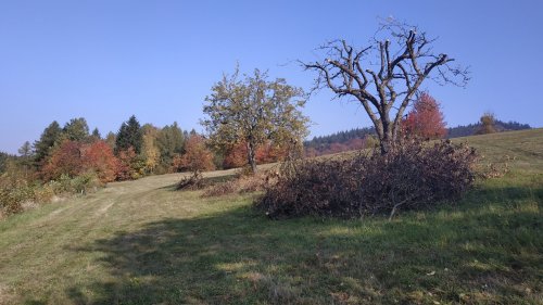 Revitalizace ovocného sadu v Pulčíně