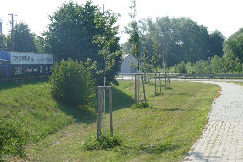 Obnova liniové zeleně v ulici Hlucké a Nivnické