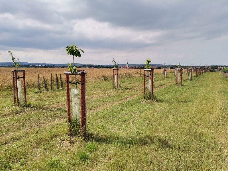 Protierozní vegetační pásy